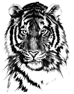 760+ Free Tattoo Design Tiger HD Tattoo