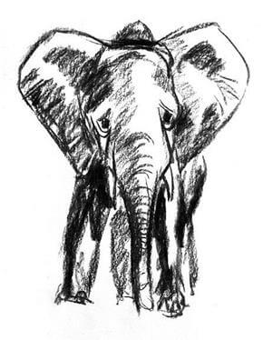 Elephant Tattoo Design - see more designs on https://thebodyisacanvas.com